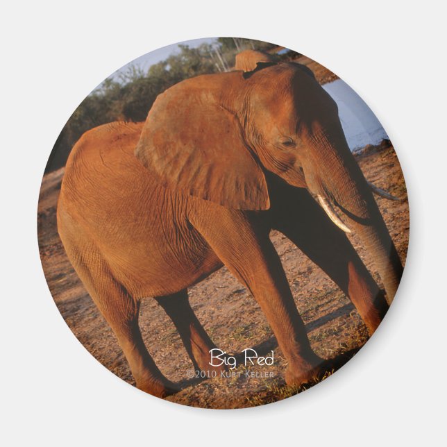 Big Red Elephant Magnet (Framsidan)