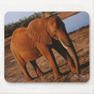 Big Red Elephant Musmatta