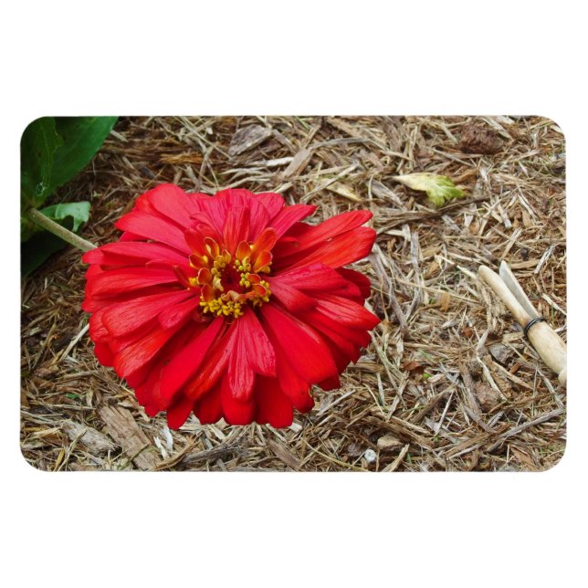 Big Red Flower Magnet (Horisontell)