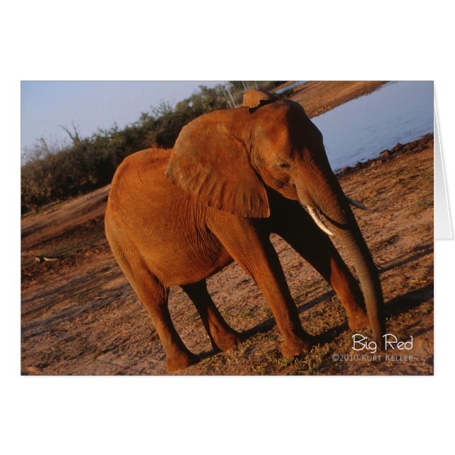 Big Red Hälsningskort (Framsidan Horizontal)