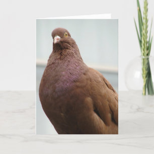 Big Red i Modena Pigeon Kort