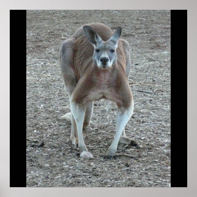 Big Red Kangaroo-utskrift Poster (Framsidan)