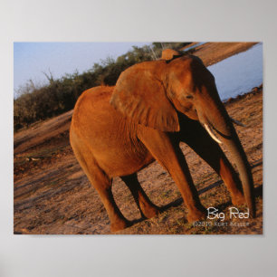 Big Red Poster