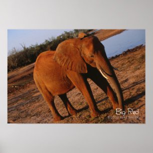 Big Red Poster