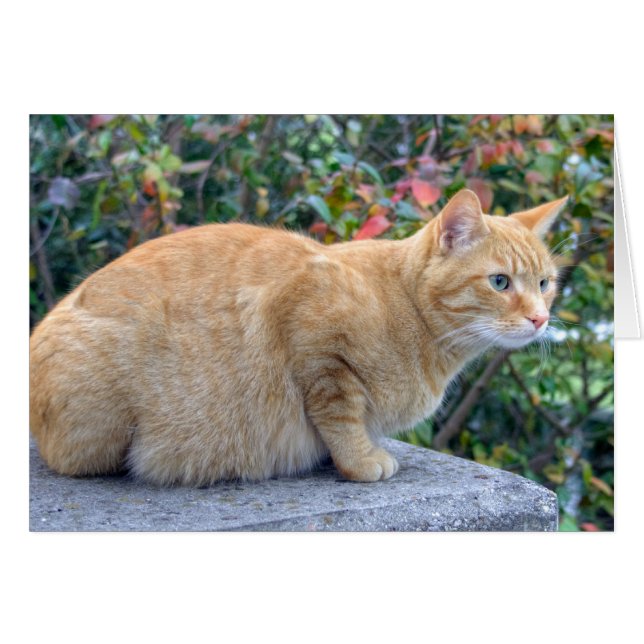 Big Red Tabby Hälsningskort (Framsidan Horizontal)