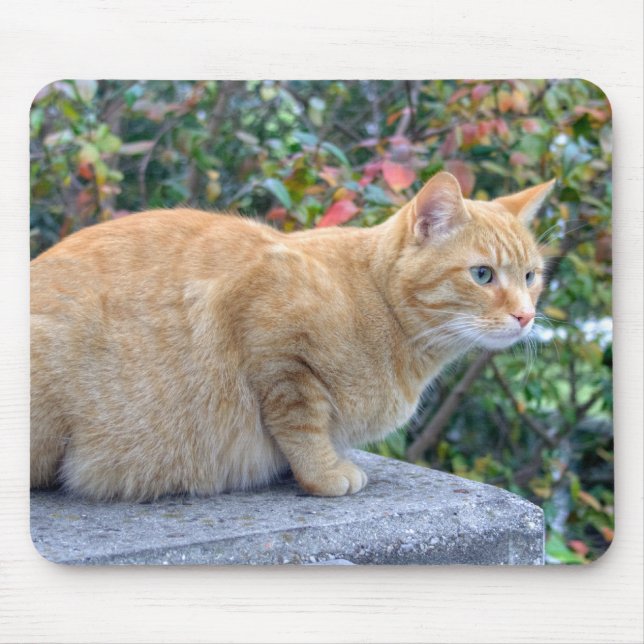 Big Red Tabby Musmatta (Framsidan)