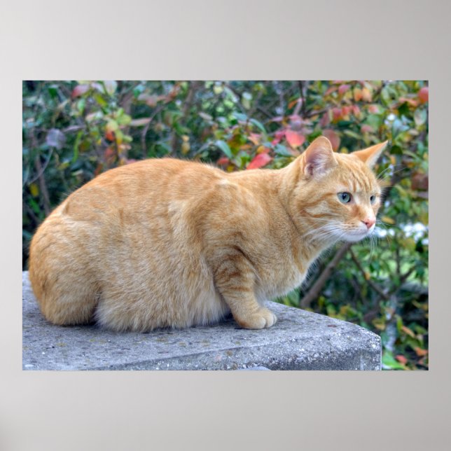 Big Red Tabby Poster (Framsidan)