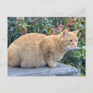 Big Red Tabby Vykort