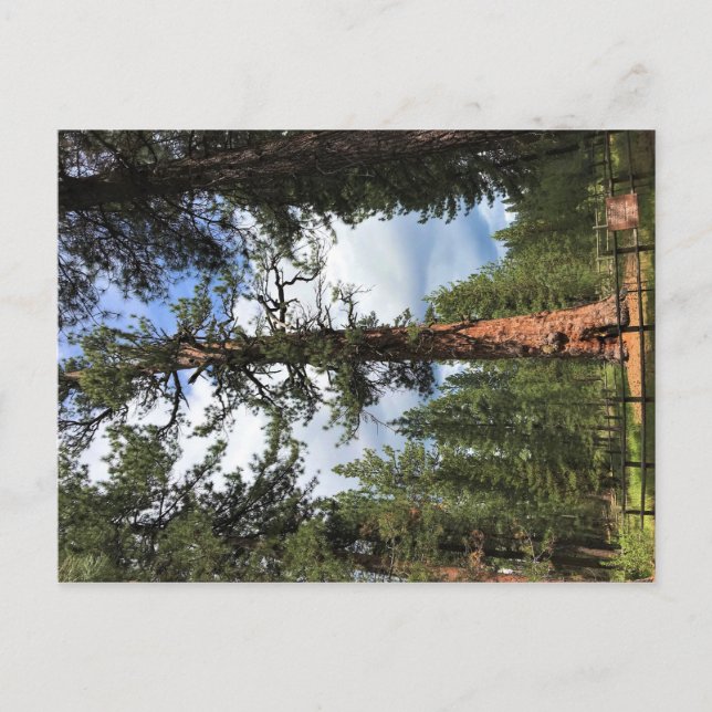 Big Red Träd, La Gräs, Oregon Vykort (Framsida)