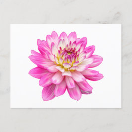 Big Rosa Dahlia Vykort