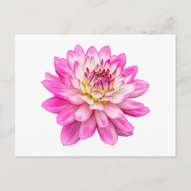 Big Rosa Dahlia Vykort (Framsida)