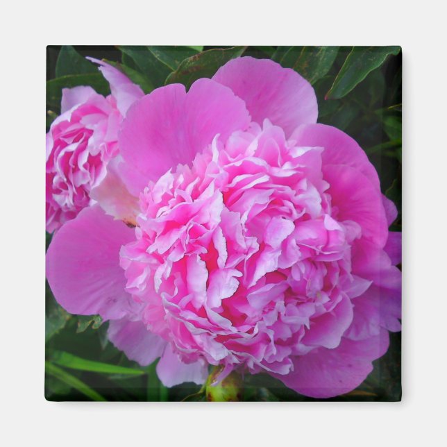 Big Rosa Peony Flower Magnet (Framsidan)