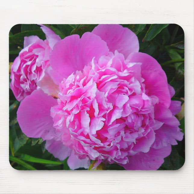 Big Rosa Peony Musmatta (Framsidan)