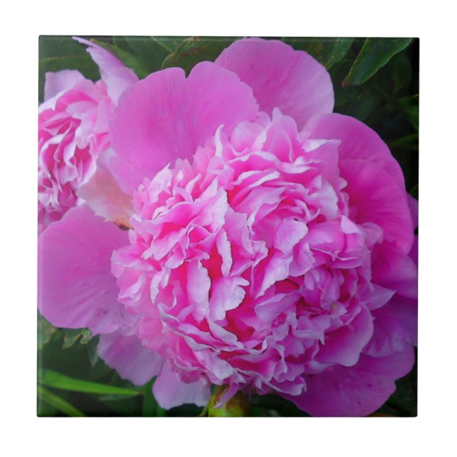 Big Rosa Peony Tile Kakelplatta (Framsidan)
