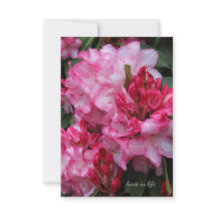 Big Rosa Rhododendron