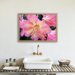 Big Rosa Rhododendron Bloom Blommigt Fototryck