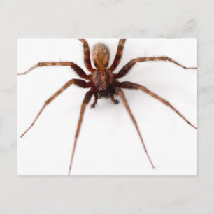 Big Scary Spider Vykort