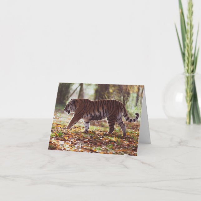 Big Tiger Birthday-hälsningskort Kort (Framsida)