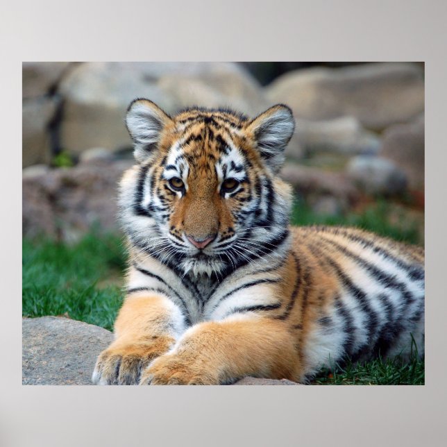 Big Tiger Unge Poster (Framsidan)