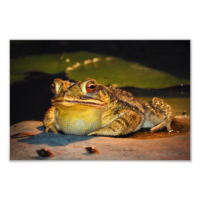 Big Tjock Toad Fototryck (Framsidan)