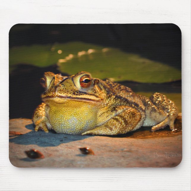 Big Tjock Toad Musmatta (Framsidan)