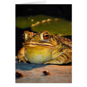 Big Tjock Toad OBS Kort