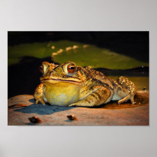 Big Tjock Toad Poster