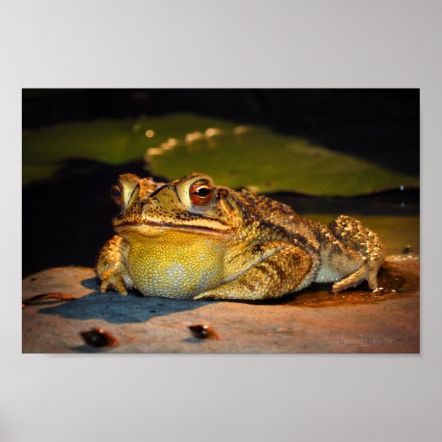 Big Tjock Toad Poster (Framsidan)