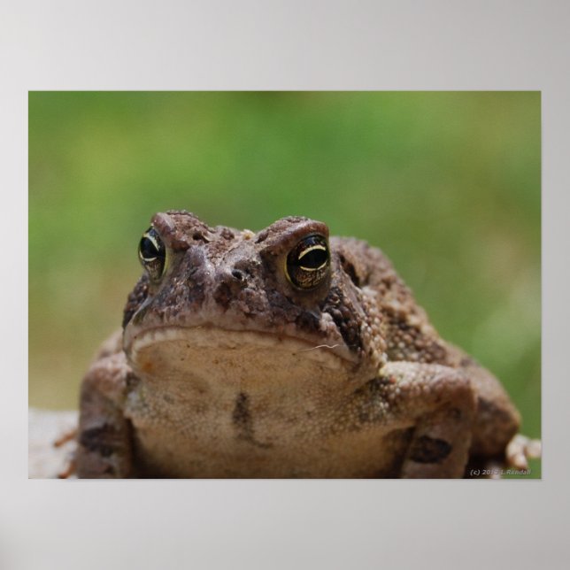 Big Toad Poster (Framsidan)