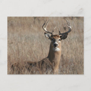 Big Trophy Buck Hjort i Tall Grass Vykort