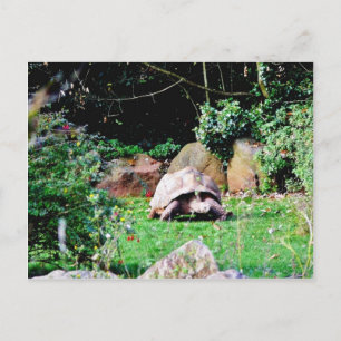 Big Turtle Vykort