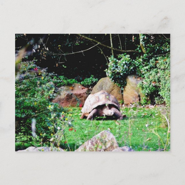 Big Turtle Vykort (Framsida)