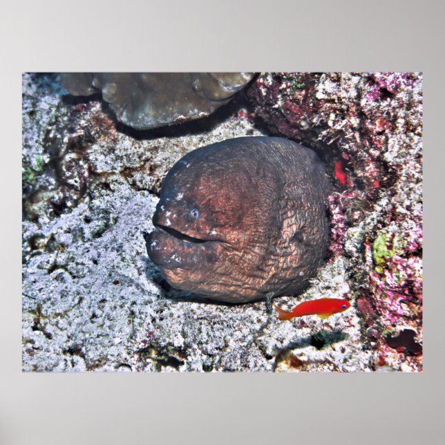 Big Ugly Eel Poster (Framsidan)