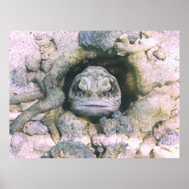 Big Ugly Jawfish Poster (Framsidan)