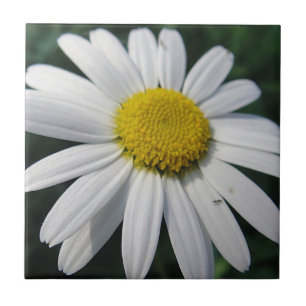 Big White-Daisy Kakelplatta