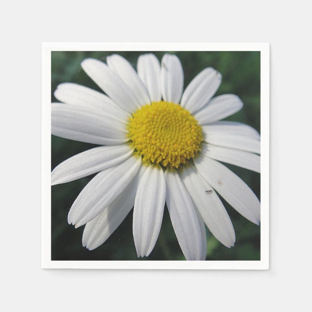 Big White Daisy Napkins Pappersservett (Framsidan)