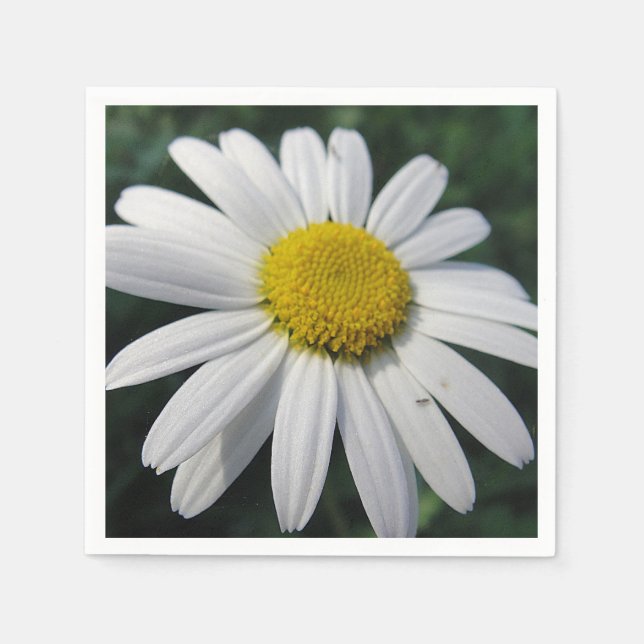 Big White-Daisy Pappersservett (Framsidan)