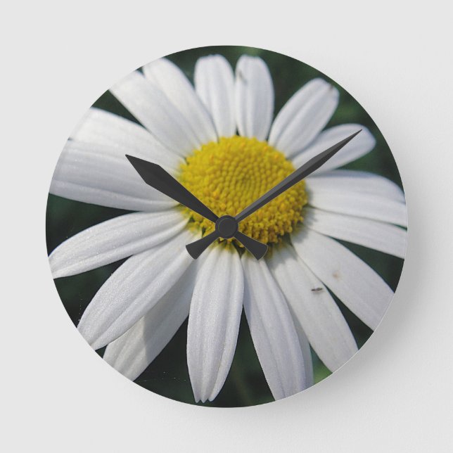 Big White-Daisy   Rund Klocka (Framsida)