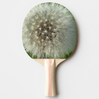 Big White Dandelion Pingisracket