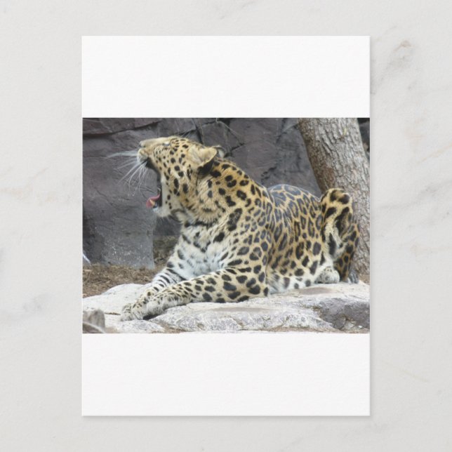 Big Yawn Vykort (Framsida)