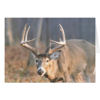 BigBoy Hälsningskort