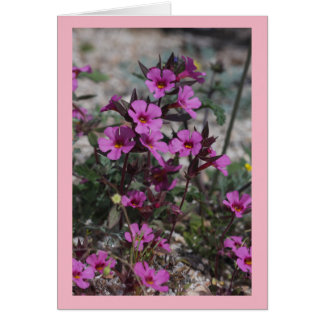 Bigelows för ökenvårvildblomma blomma för apa hälsningskort