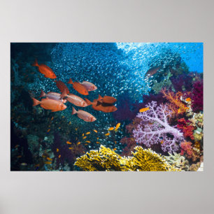 Bigeye eller Goggle-Öga för korallrevlandskap Poster