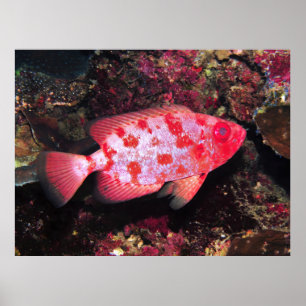 Bigeye Poster