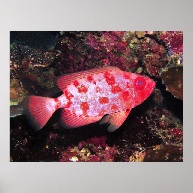 Bigeye Poster (Framsidan)