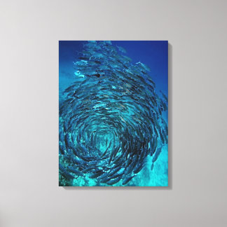 Bigeye trevally (Caranx sexfasciatus), simning Canvastryck