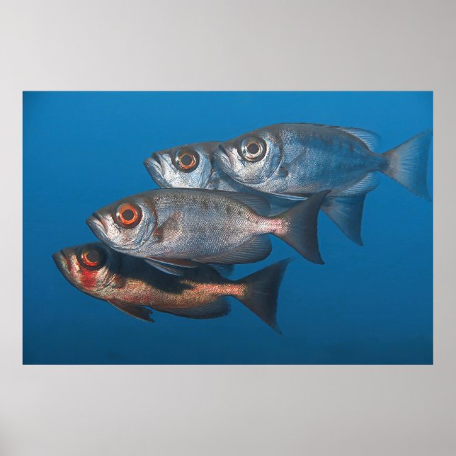 Bigeyes Poster (Framsidan)