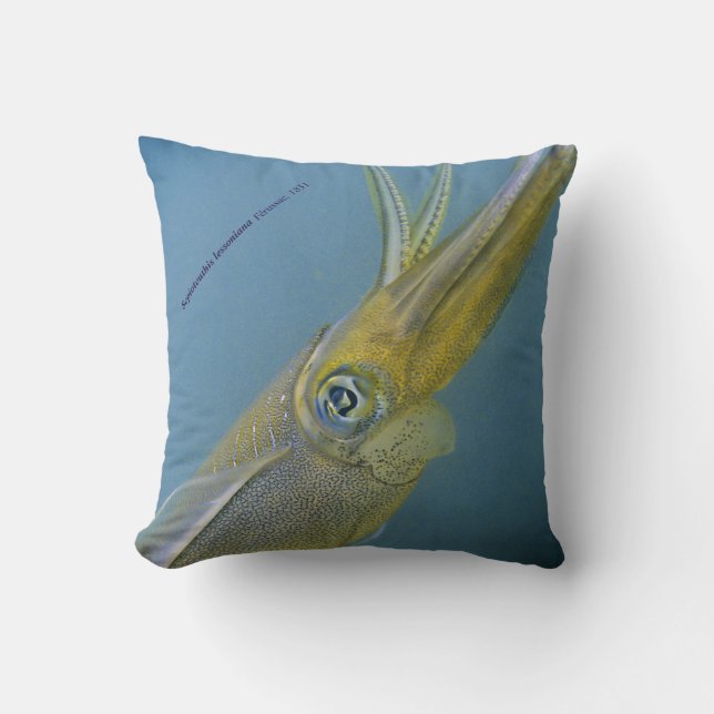 Bigfin reef squid, Sepioteuthis leoniana. Kudde (Framsida)