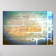 Bigfin reef squid, Sepioteuthis leoniana.