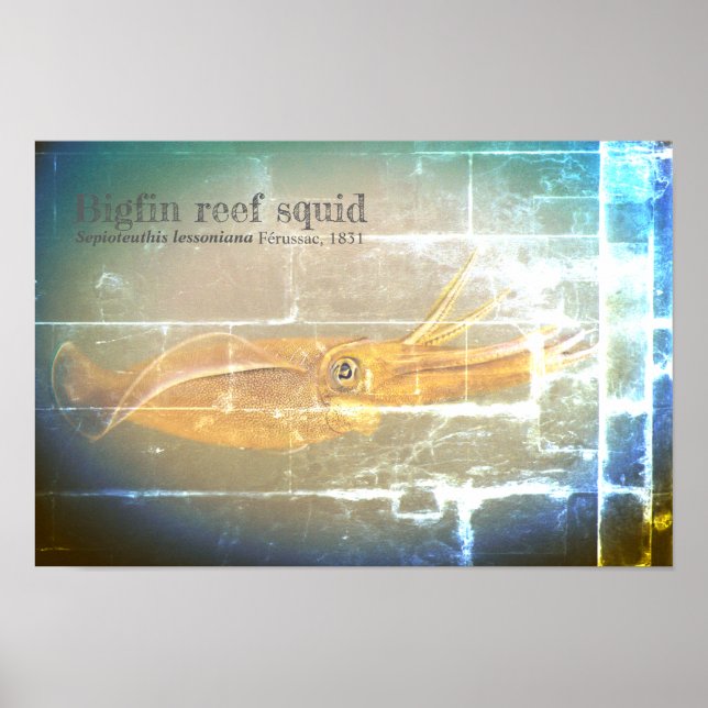 Bigfin reef squid, Sepioteuthis leoniana. Poster (Framsidan)